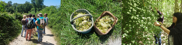 Évènement 19 septembre balade plantes sauvages