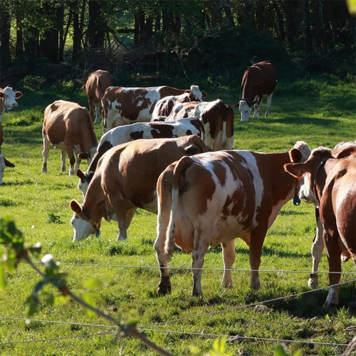 Vente directe ferme ain tilliets